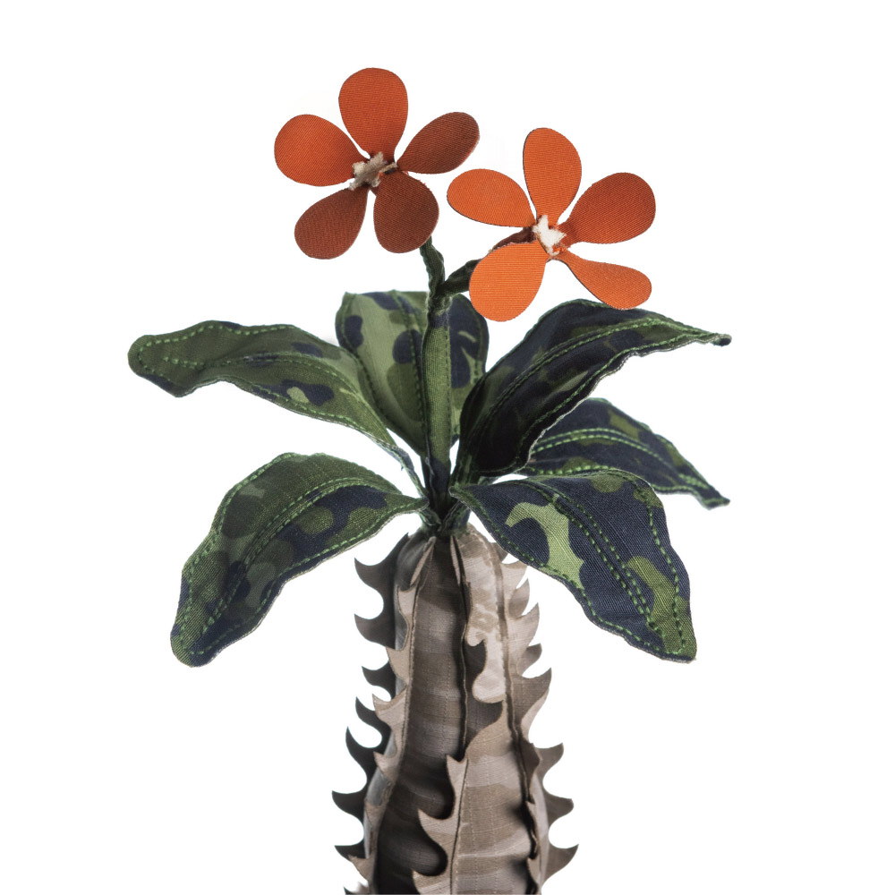 巴氏棒槌樹豆吉