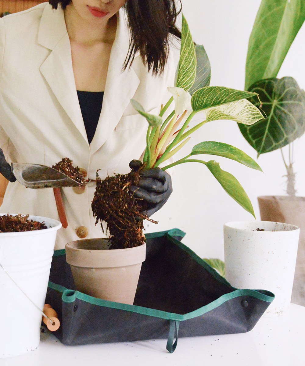 PLANT MORE PLANTS 聯名植栽換盆墊