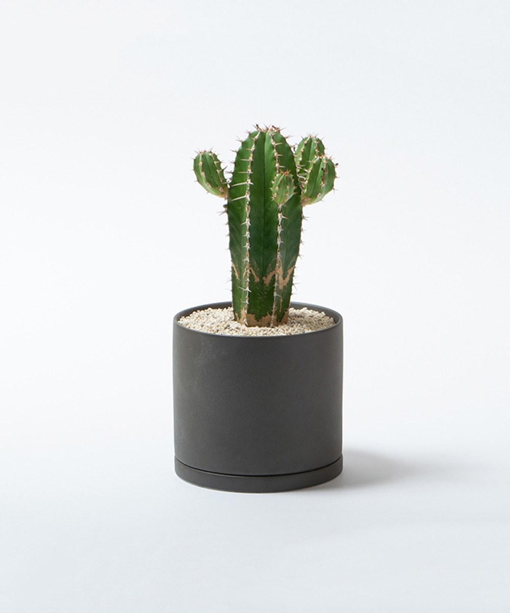 PLANT POT 191 陶瓷花盆 8.5cm