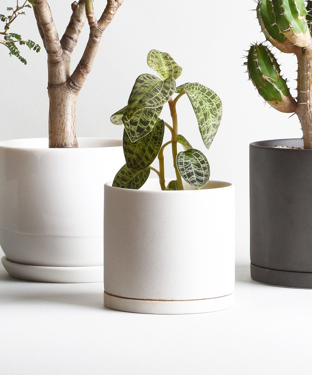 PLANT POT 191 陶瓷花盆 8.5cm