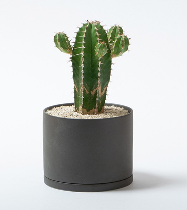 PLANT POT 191 陶瓷花盆 8.5cm